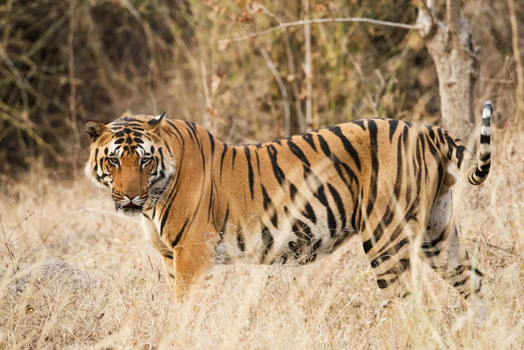 Tigers are the largest