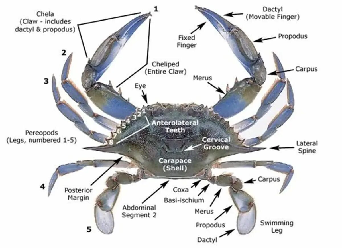 Где найти руки краба. Строение Камчатского краба схема внутреннее. Внешнее строение Камчатского краба. Внешнее строение краба схема. Строение краба биология.