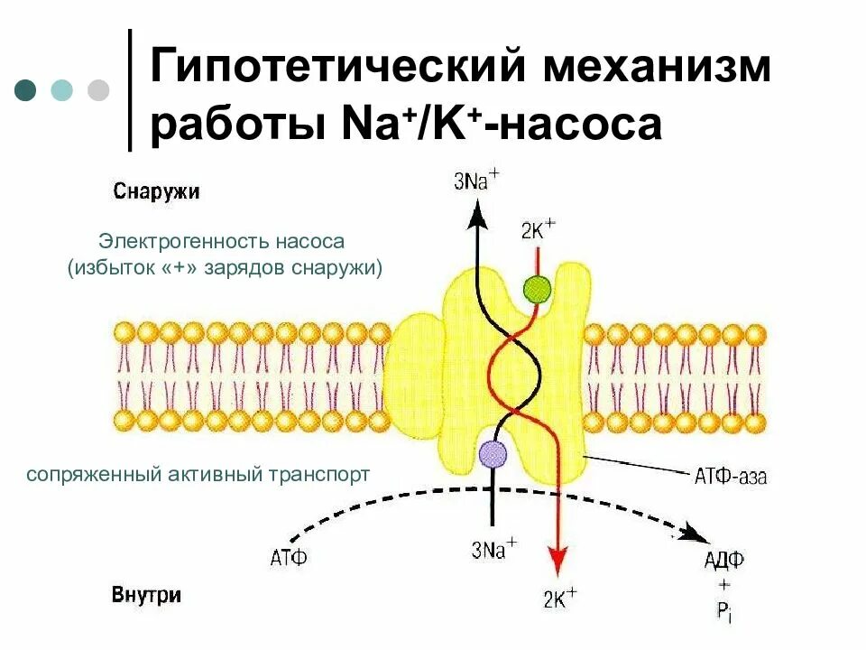 Работа натриево калиевого насоса. Натрий-калиевый насос механизм. схема работы натрий калиевого насоса. калий натриевый насос активный транспорт. механизм действия натрий калиевого насоса.