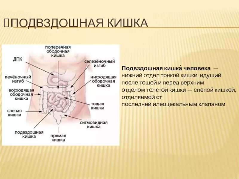 Подвздошная кишка. Правая подвздошная область. Подвздошная область кишечника. Правая подвздошная область кишка.