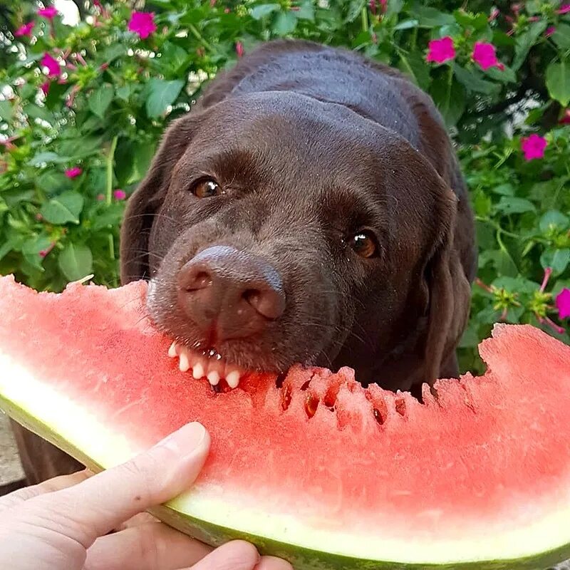 Лабрадор ест. Щенок кушает. Ест лаб. Лабрадор коричневый щенок. Собака с мороженым.