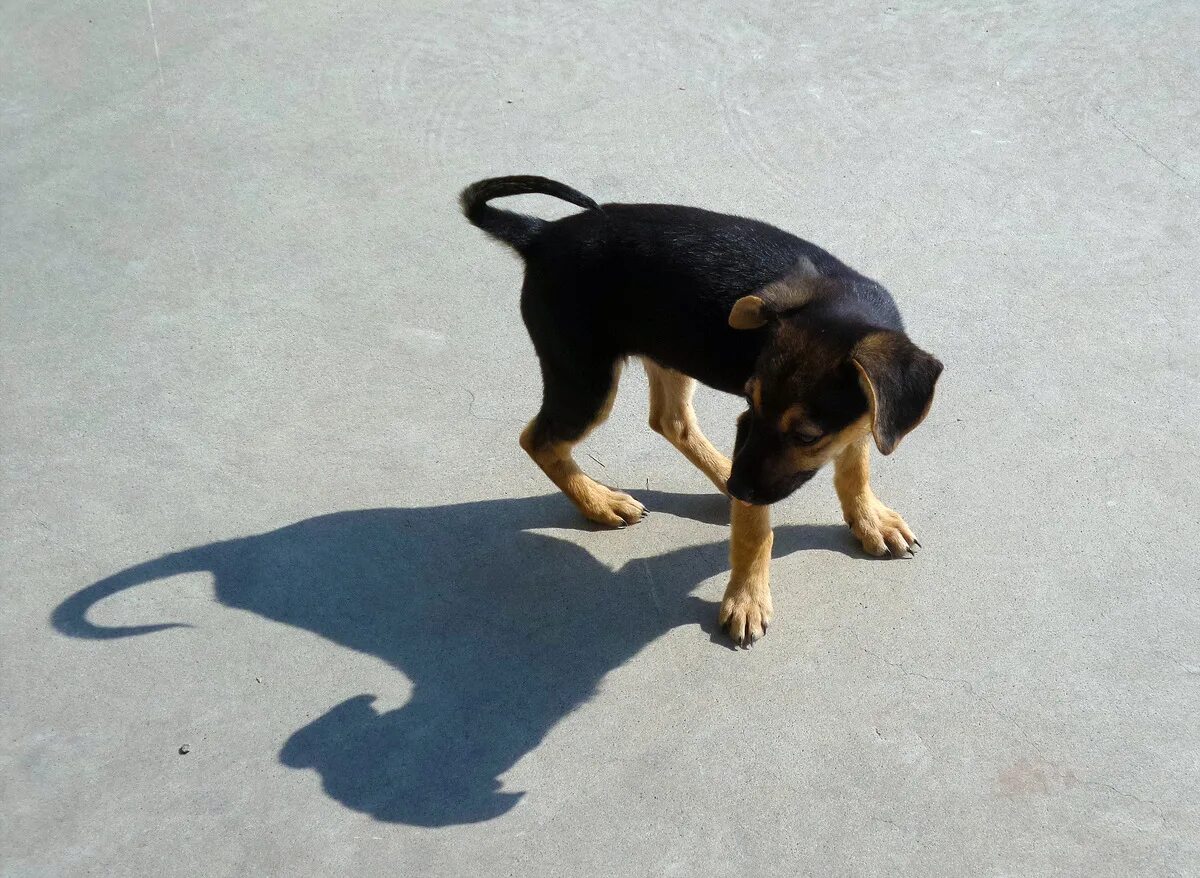 тень знай свое место