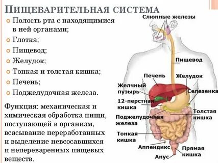 Ротовая полость желудок относится к