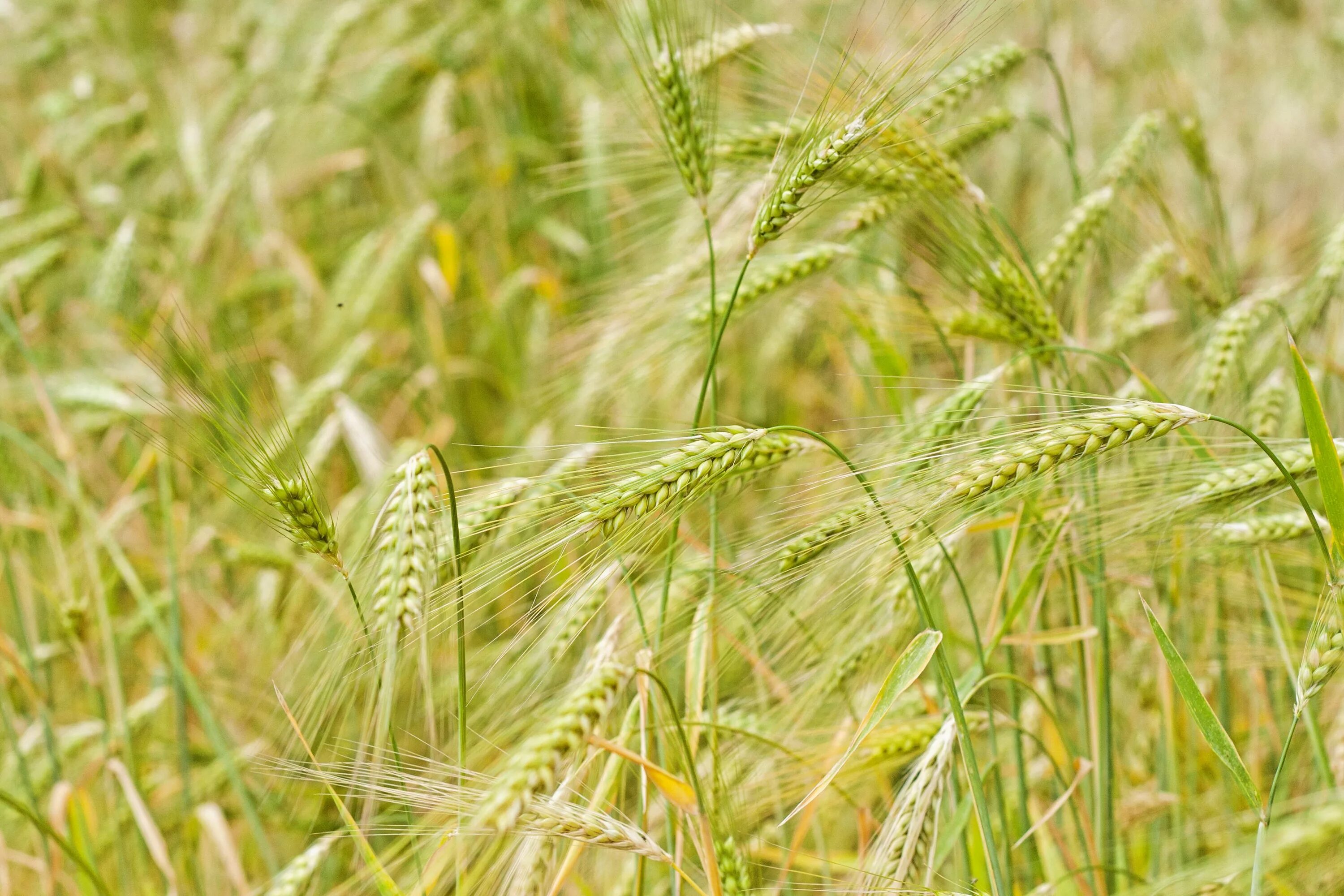Тетрадь сельское хозяйство. Пшеница. Озимая рожь. Зеленое поле с колосками. Колос пшеничный зеленый.
