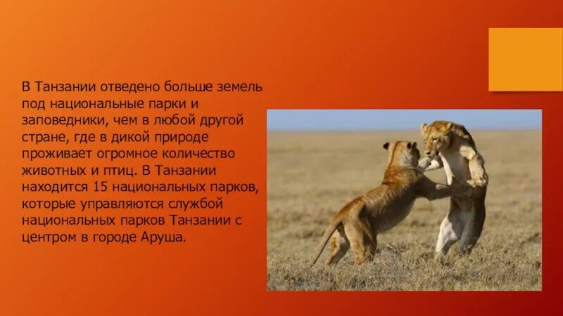 Цель проекта создание национального парка в танзании "Создание национального парка в Танзании"