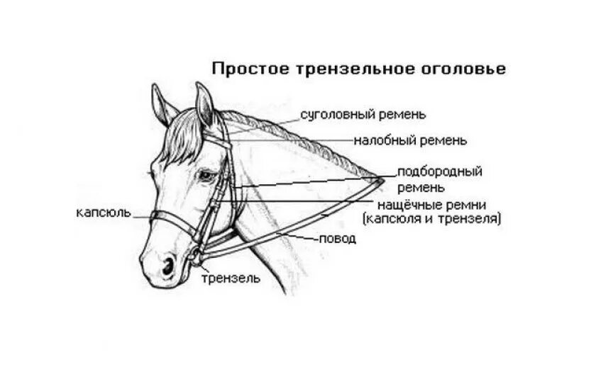 Где найти уздечку