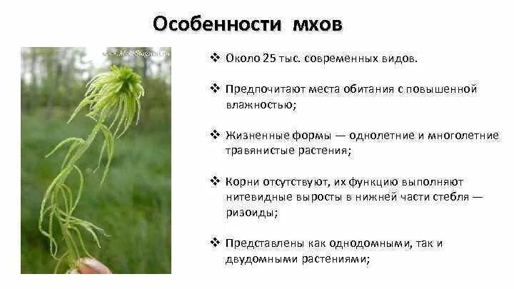 Морфологические особенности растений из разных мест обитания. Характерные признаки мохообразных. особенности мхов. характеристика мхов. особенности строения моховидных.