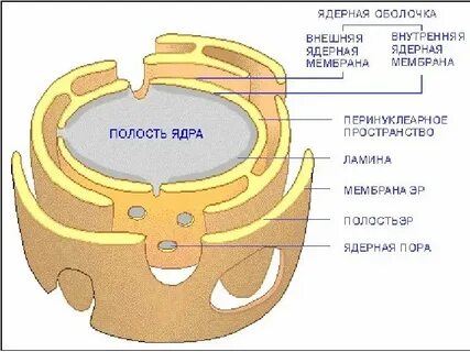 Сколько мембран у ядра