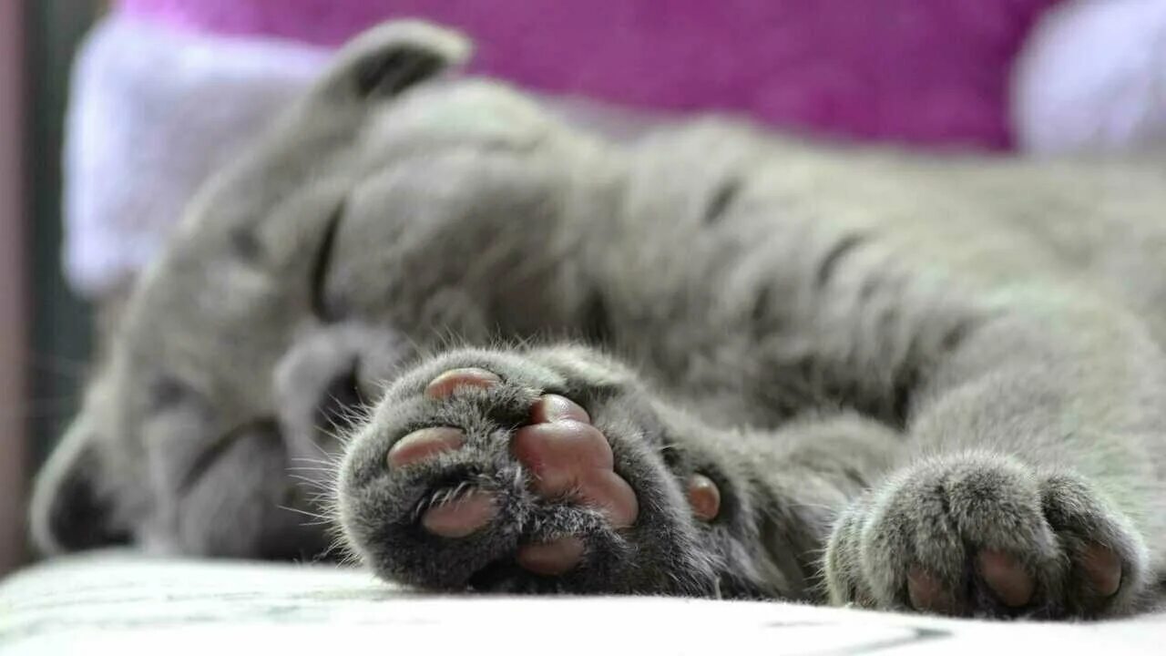 Лапка котенка подушечки. Кошачья лапка. кошачьи подушечки. сонный котенок.