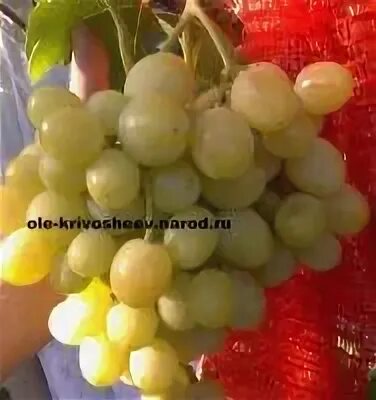 Виноград сорт голд