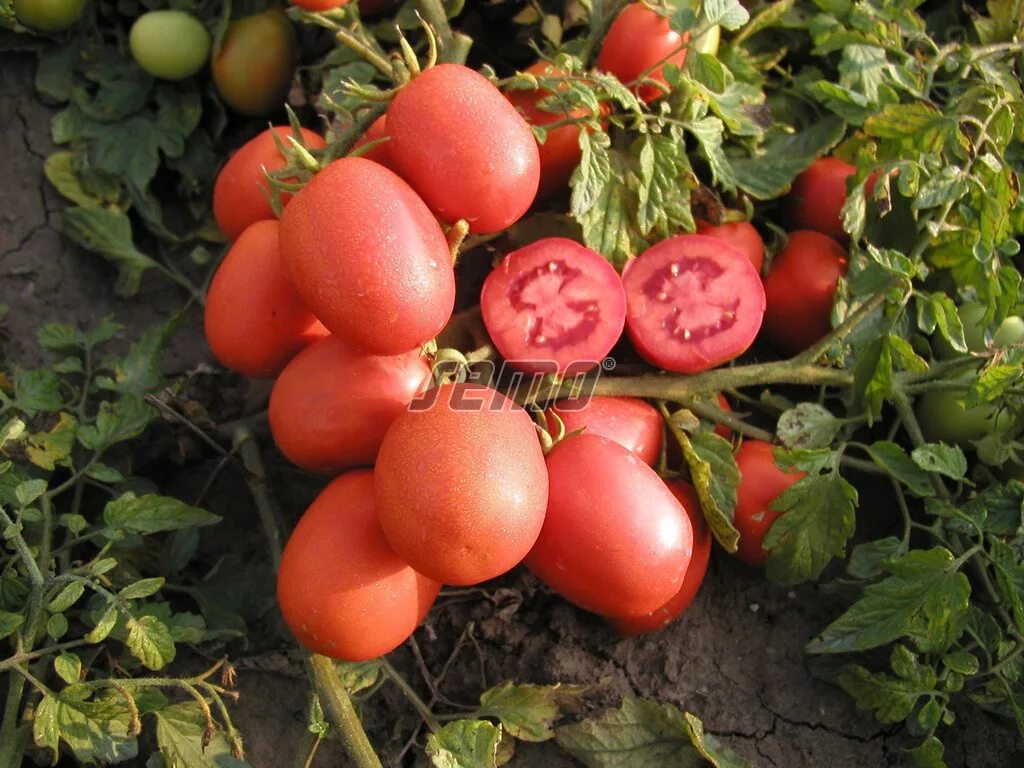 Семена низкорослых помидоров купить. Томат Шейх f1 (12шт). Томат Шейх русский огород. Сорт помидоров Шейх. Высокоурожайные сливовидные томаты.