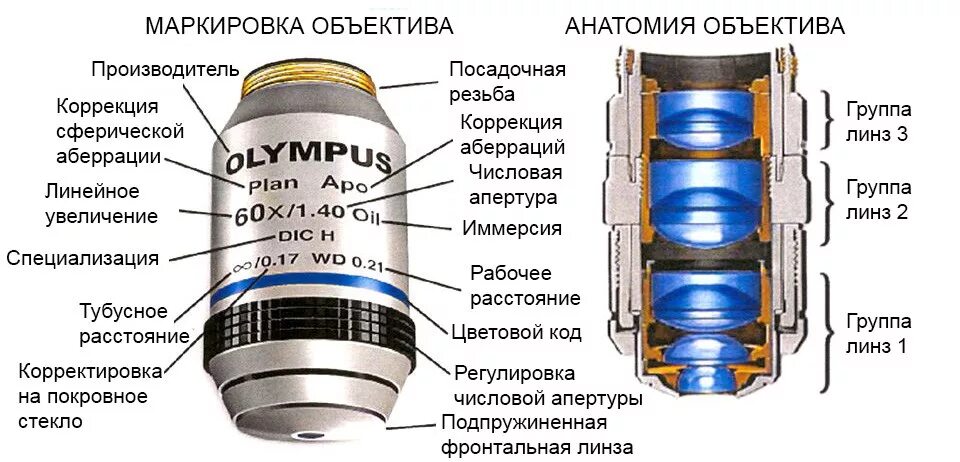 Как узнать увеличение объектива. Маркировка объективов микроскопа. Оптическая схема объектива микроскопа. Расшифровка маркировки объектива для микроскопа. Оптическая схема светового микроскопа.