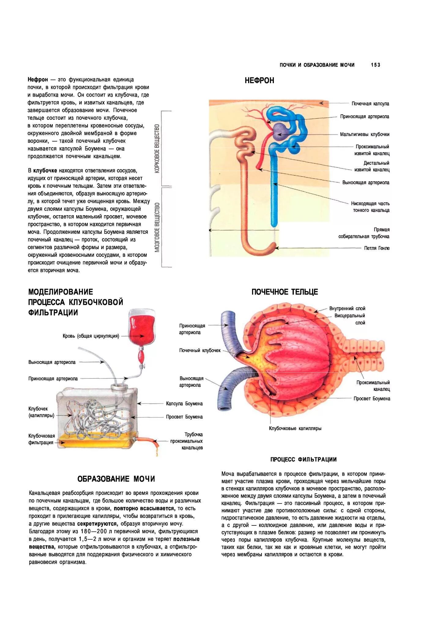 Процесс образования мочи схема. Функция почек фильтрация и реабсорбция. Реабсорбция нефрона моча. Петля генле глюкоза. Нефрон анатомический плакат.