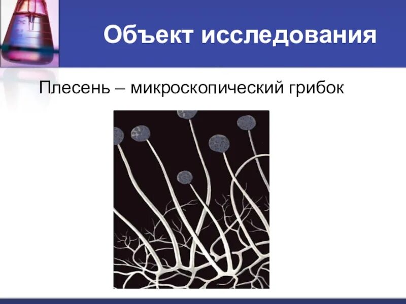 Плесень исследовательская. Плесень микроскопический грибок. Предмет исследования плесени. Плесень исследовательская работа. Появление плесени.