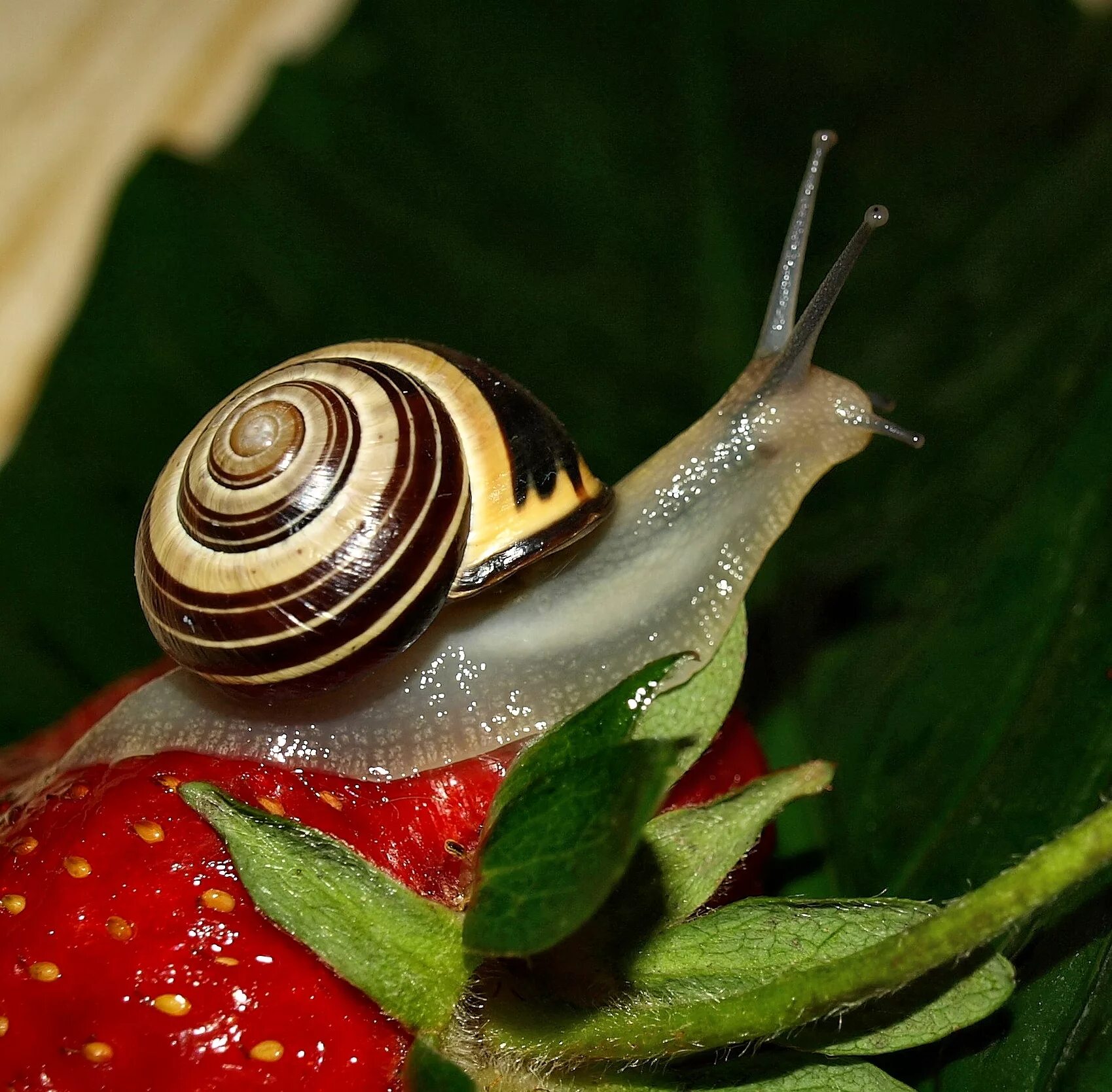 Улитка смысл. Улитка биомфолария. Улитка Priotrohatella stellata. Циклофорусы улитки. Полосатая улитка Садовая.