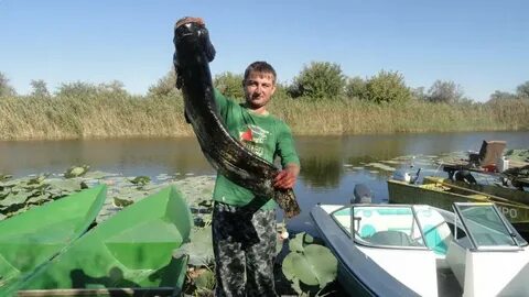 Золотая рыбка астраханская область