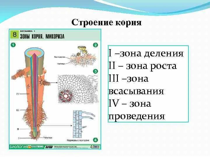 Строение корня ответ. Строение корня зоны. Внутреннее строение корня зоны корня. Рис 104 строение корня. Поперечный срез корня в зоне деления.