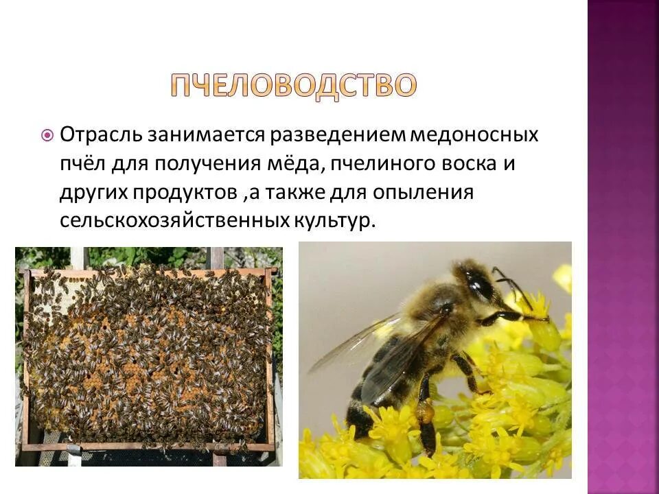 Текст про пчел. Пчеловодство презентация. Отрасль пчеловодства. Сообщение о пчеловодстве. Пчеловодство доклад.