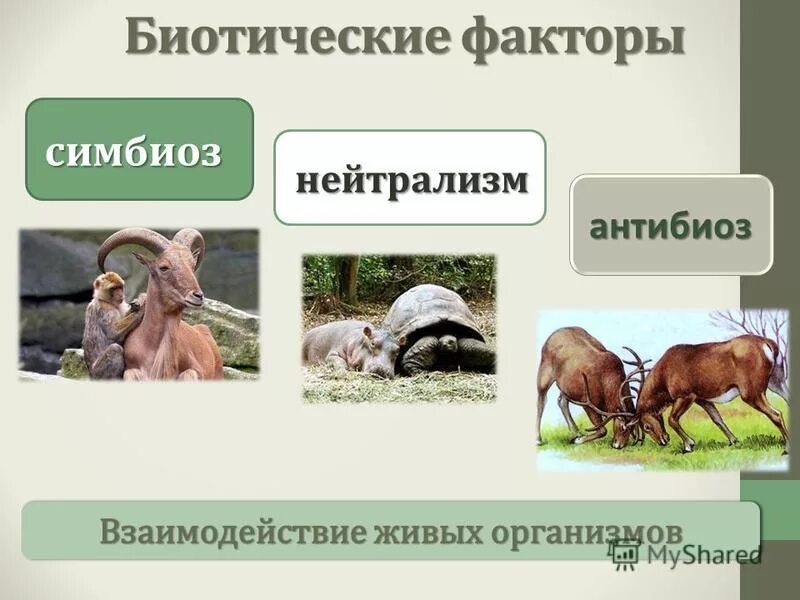 Биотические связи организмов схема. Формы биотических взаимоотношений между организмами таблица. Биотические факторы факторы. Пример симбиоза рака-отшельника и актинии. Симбиоз.