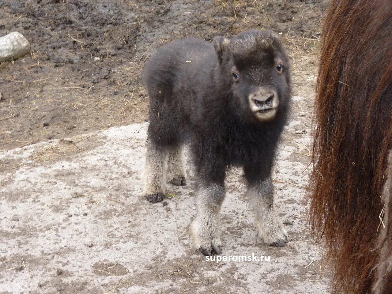Детеныш овцебыка. Детеныш овцебыка. Овцебык маленький. Овцебык московский зоопарк. Остров врангеля овцебык детеныш.