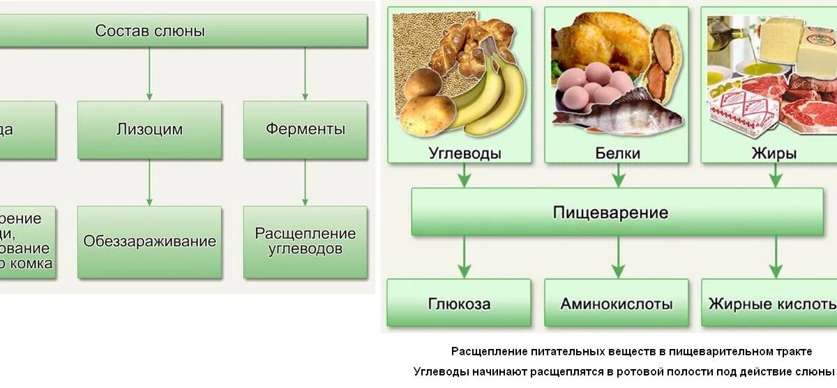 Питательные вещества белки жиры углеводы схема. Расщепление белков жиров и углеводов. Питательные вещества и продукты их расщепления. Пищеварение расщепление веществ. Питание основные органы