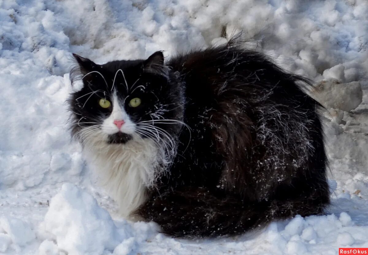 зимний домик для кошки на улице. уличные кошки зимой. бездомный котенок зимой. кошачий домик на зиму. кормление уличных котов зимой.