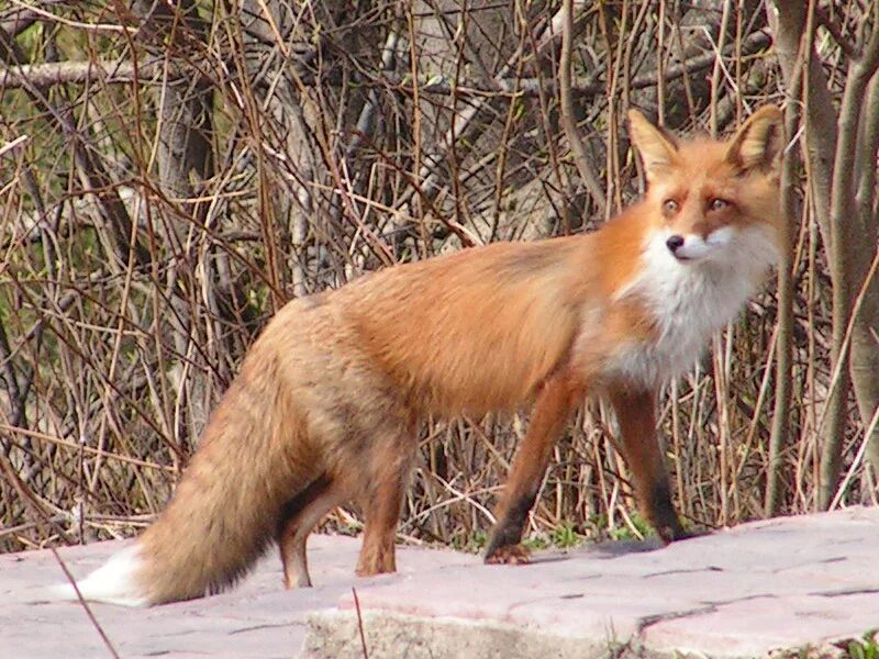 животные заповедника кивач