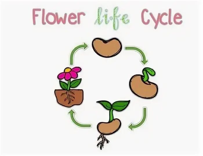 Life is a flower. Flower Life Cycle. Life Cycle of a Flower pictures.