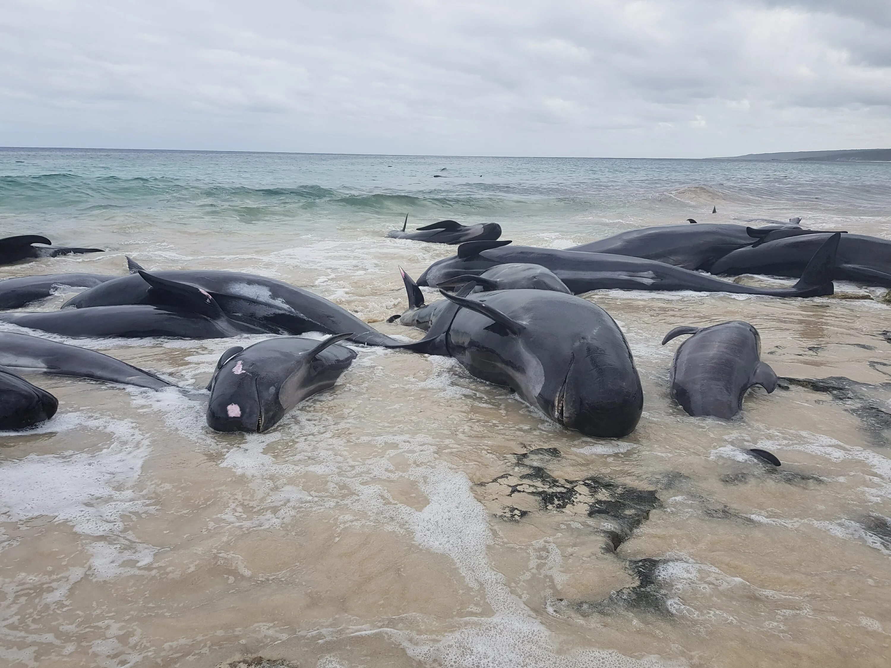 Киты и дельфины выбрасываются на берег. Киты в Австралии выбросились на берег. Массовая гибель животных. Почему киты выбрасываются на берегу