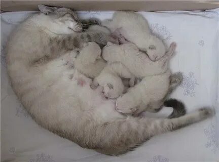 Через сколько котята начинают