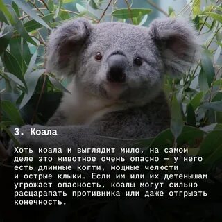 Список интересных животных