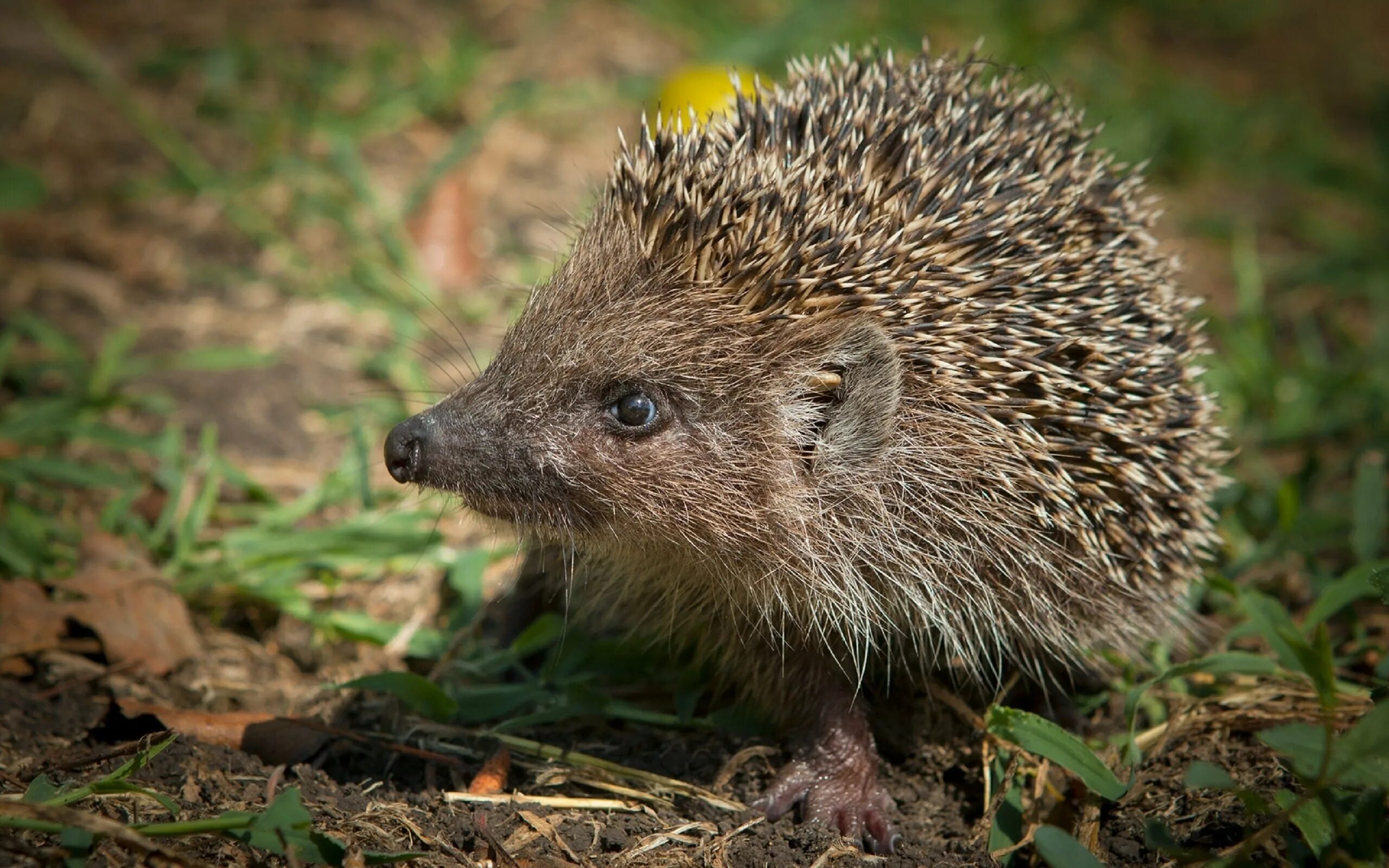 Найти ежика лесу. Ежик в природе. Животные леса еж. Даурский еж с ежатами. Найти ежика лесу.
