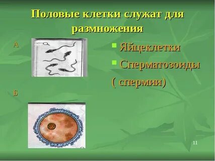 Клетки питаются растут размножаются и