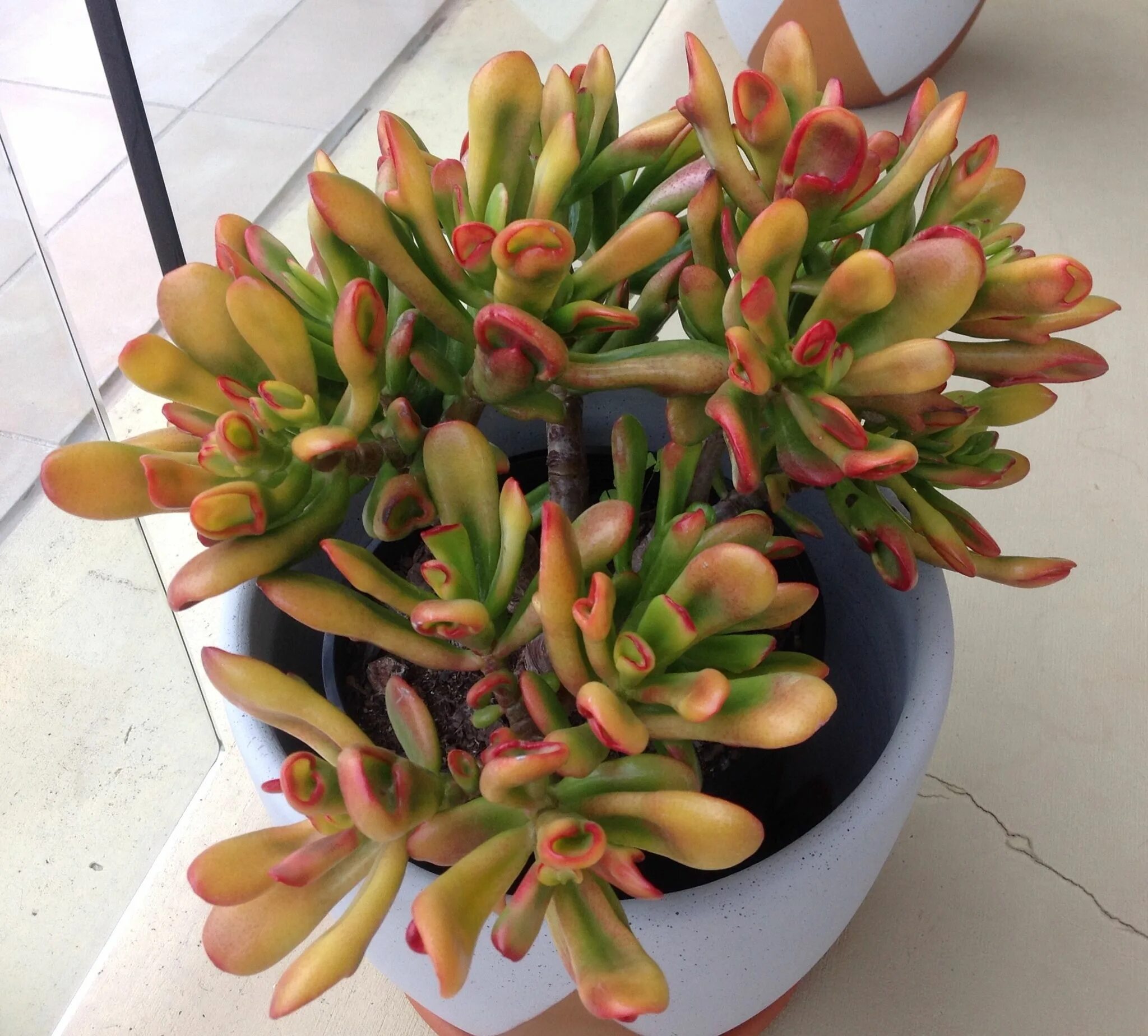 Толстянка овата коралл. Крассула овата хоббит. Суккулент крассула коралл. Толстянка (крассула) коралл. Крассула коралл.