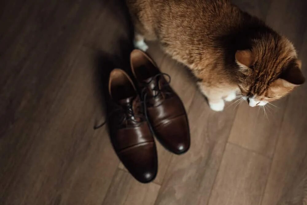 Удалить кошачий запах из обуви. Как избавиться от запаха кошачьей мочи. Уничтожить запах кошачьей мочи. Уничтожитель запаха кошачьей мочи. Устранитель запаха мочи кота.