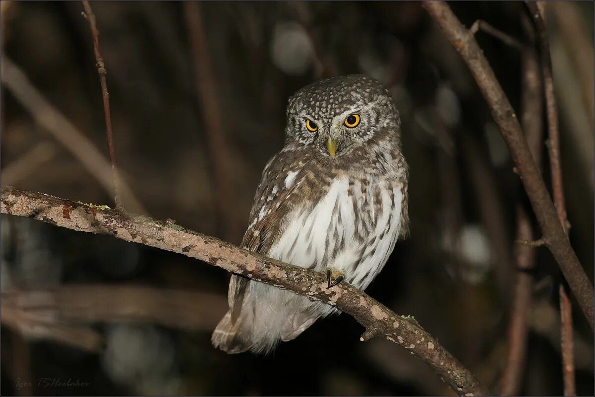 сыч охотится. Aegolius funereus.