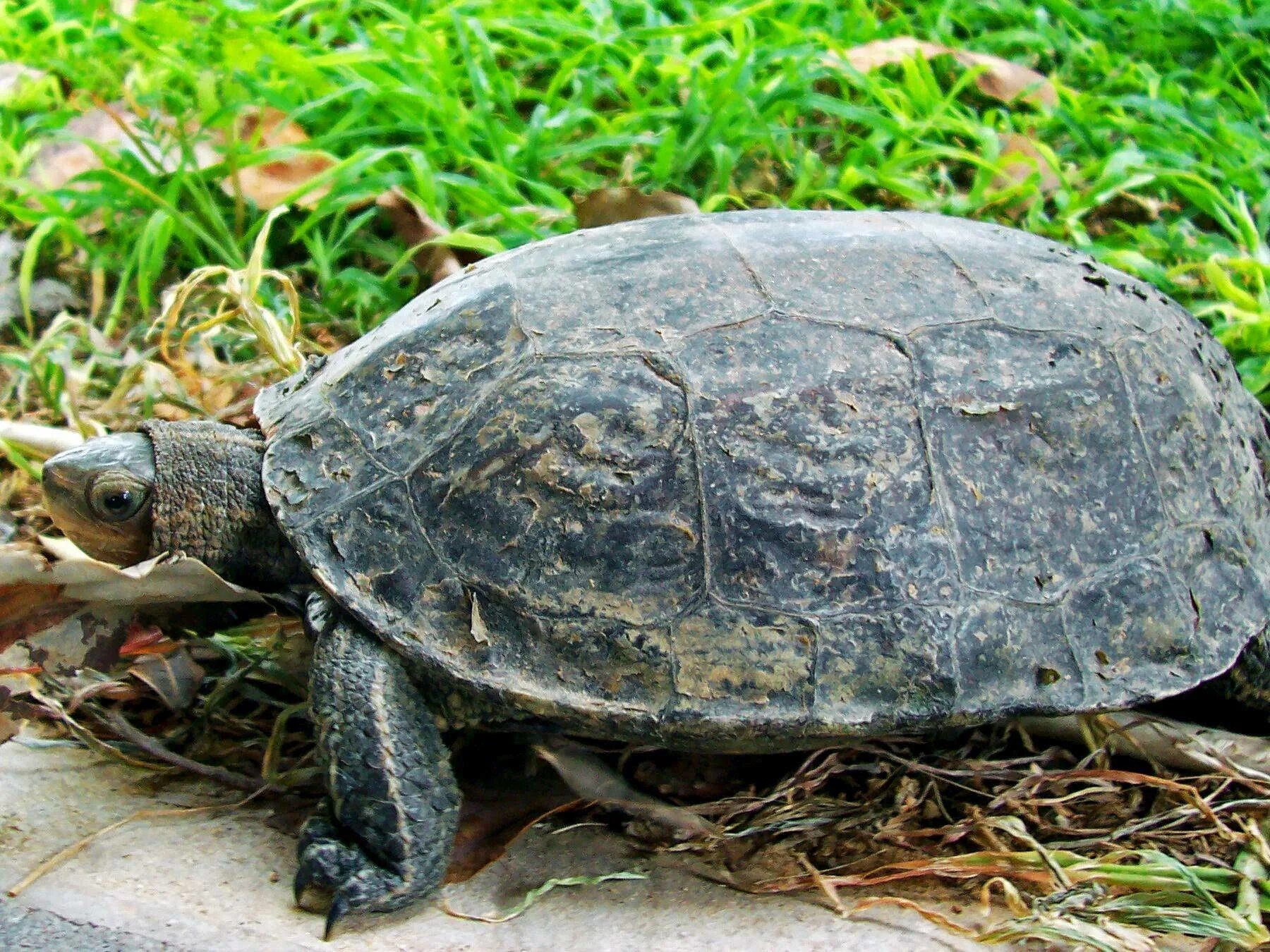 Лесная черепаха. Лесная черепаха. Красноухая болотная черепаха. Каспийская пресноводная черепаха. Араканская черепаха.