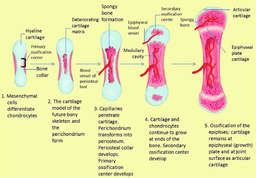 Кровь кости на русском языке. Развитие костей. The Development of the Bone ( the Types of ossification). Рост и развитие костей. Развитие кости схема.