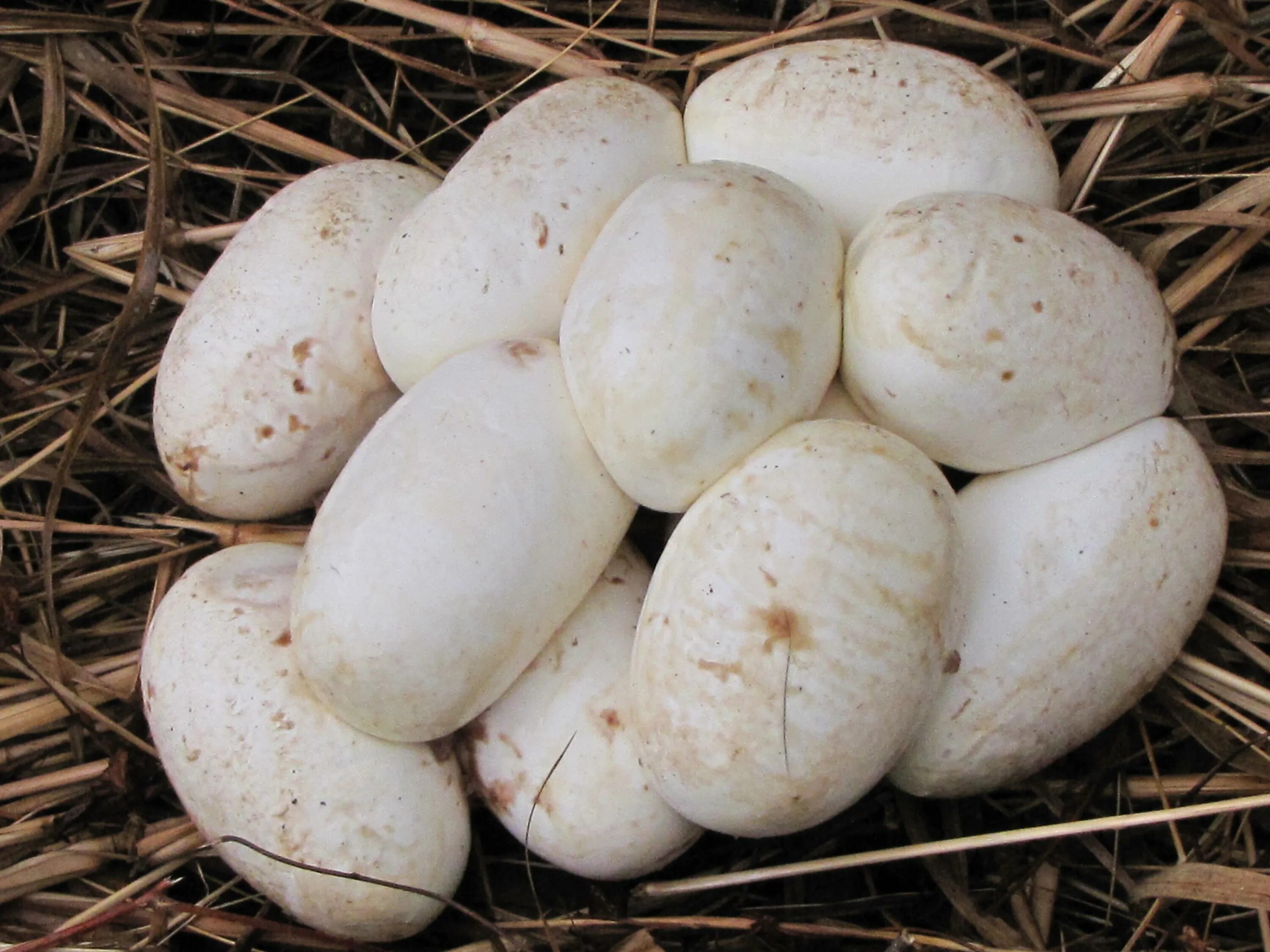 Кожистая оболочка яиц пресмыкающихся. Змеиные яйца. Белые змеиные яйца. Семейство веретеницевые яйца.