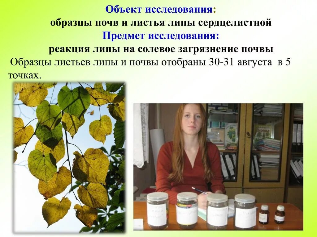 Процесс создания липы. &quot;солевое загрязнение листьев липы&quot;. объект исследования предмет исследования липа мелколистная. химические реакции липы. цветок как предмет исследования примеры.