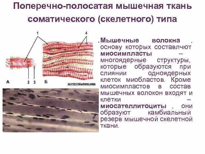 Поперечнополосатая Скелетная мышечная ткань строение. Поперечно полосатая Скелетная ткань функции. Ядро поперечно полосатой скелетной ткани. Поперечнополосатая мышечная ткань мышечные клетки. Поперечнополосатая скелетная мышечная ткань функция