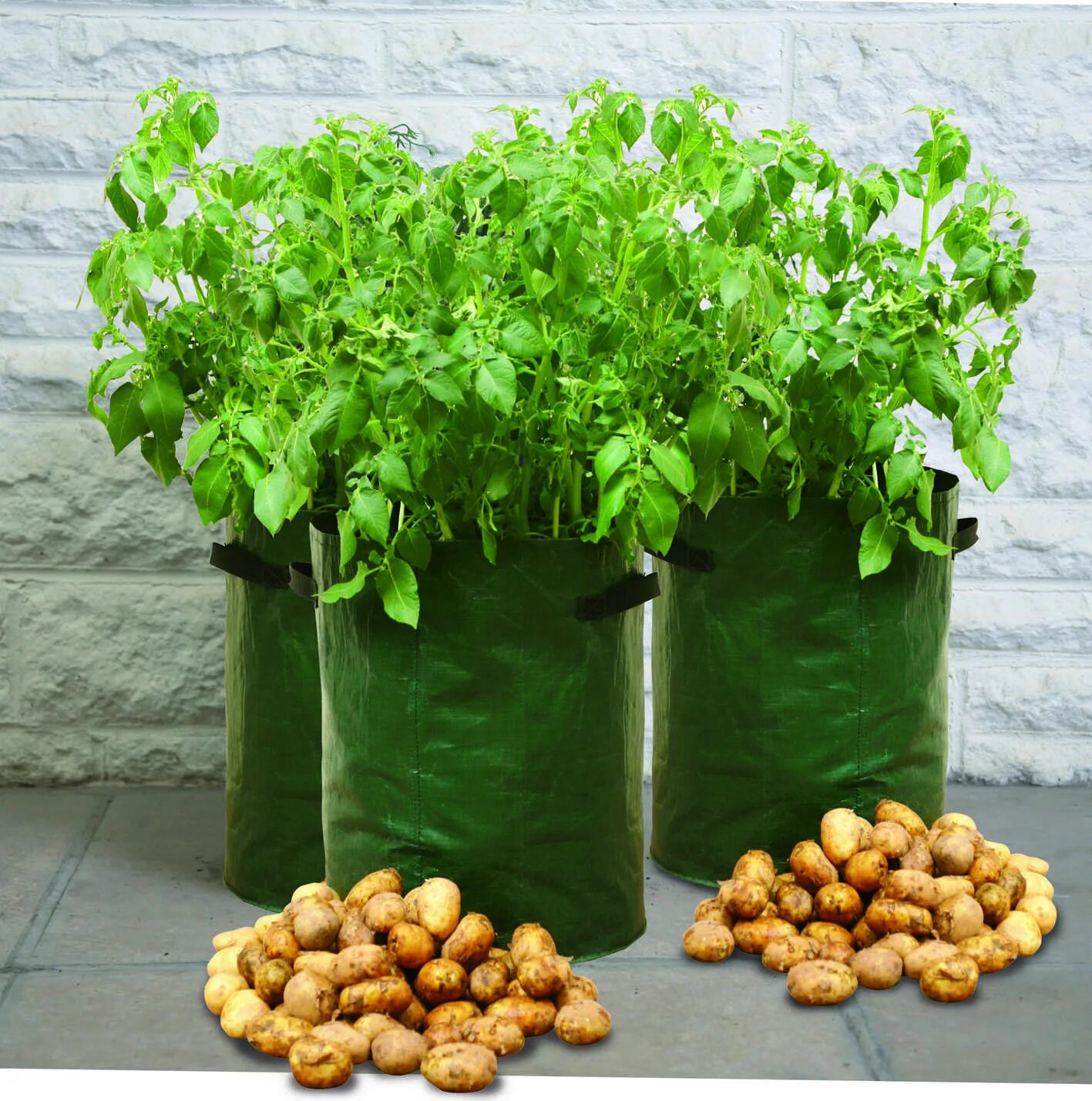 Выращивание картофеля в домашних условиях. Посадка картофеля в мешках. Посадка картошки в мешках. Мешки для посадки растений. Огород в мешках.
