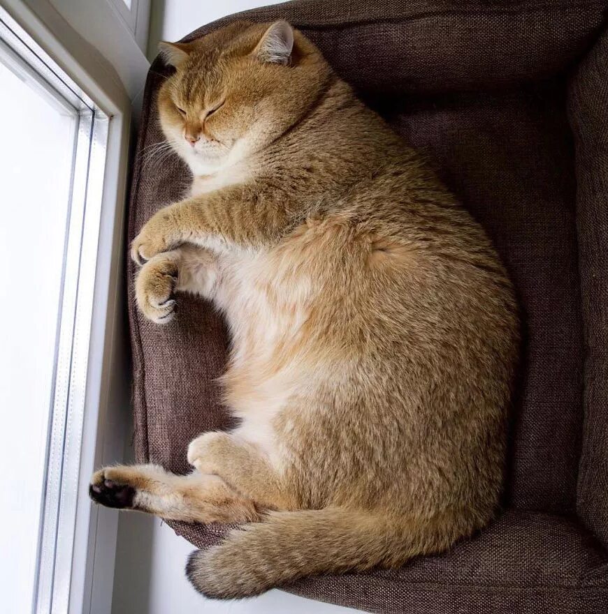 Скоттиш страйт хосико. Скоттиш страйт хосико. Котик хосико. Котик хосико. Британская кошка хосико.