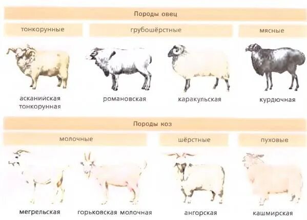Крупный рогатый скот кто относится. Крупный рогатый скот кто относится