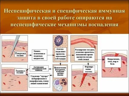 Неспецифические факторы иммунной системы