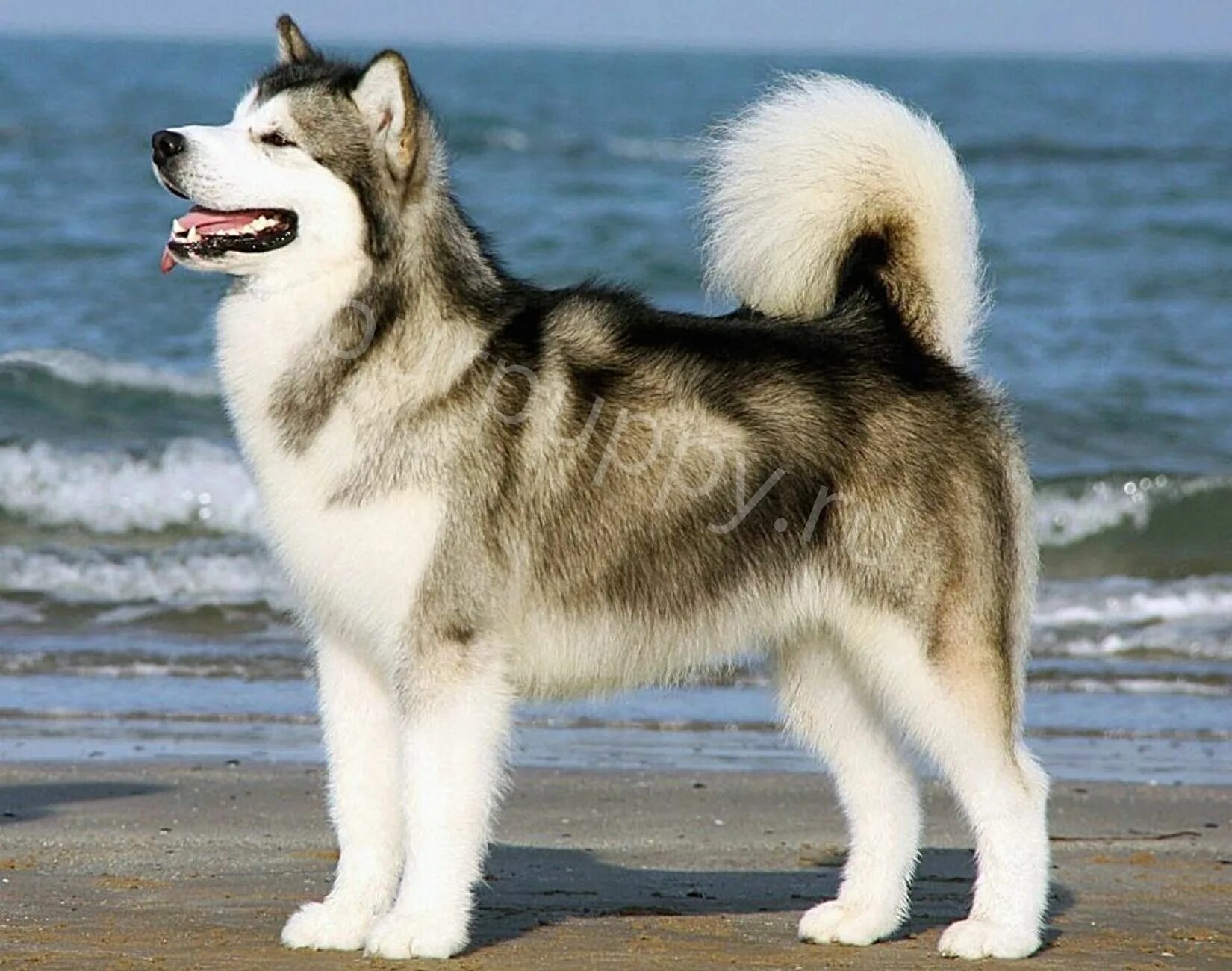 Аляскинская порода собак. Аляскинский маламут. Аляскинский маламут и хаски. Аляскинский маламут породы собак. Аляскинский маламут белый.