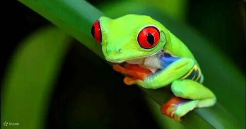 A frog big eyes
