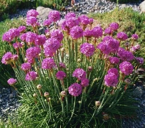 Армерия приморская. Армерия приморская луизианская. Армерия монинг стар дип роуз. Армерия приморская 'white'. Армерия монинг вайт.