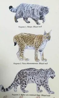 Животные из красной книги кошачьи