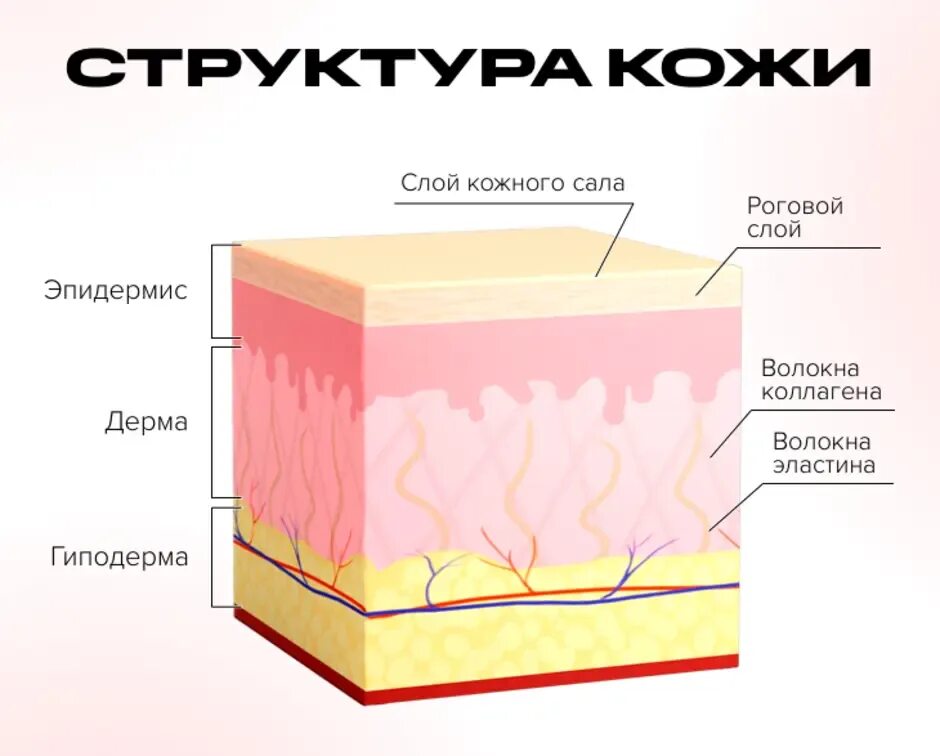 Какие три слоя кожи